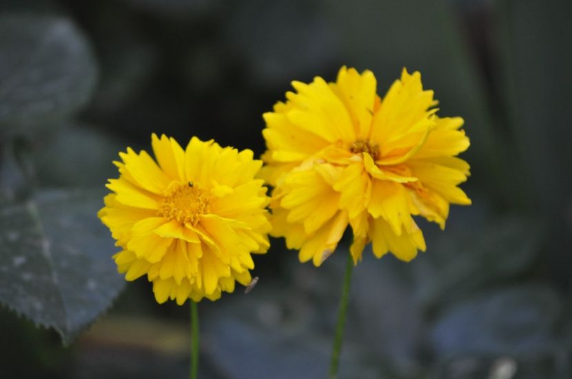 _DSC0185 - VARA 2021_7