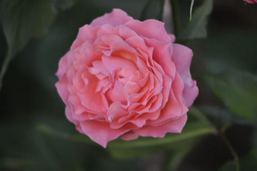 _DSC0194 - VARA 2021_7