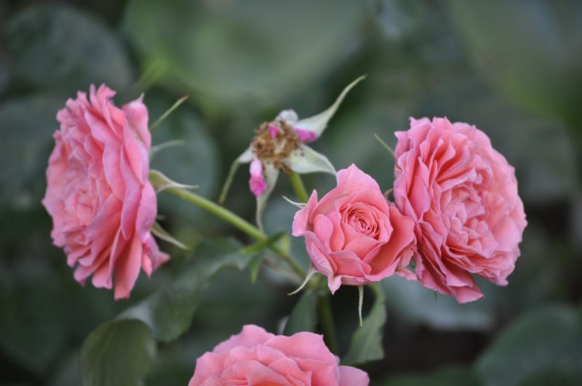 _DSC0195 - VARA 2021_7