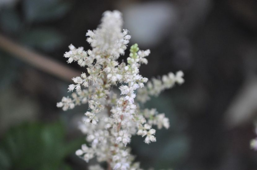 _DSC0196 - VARA 2021_7