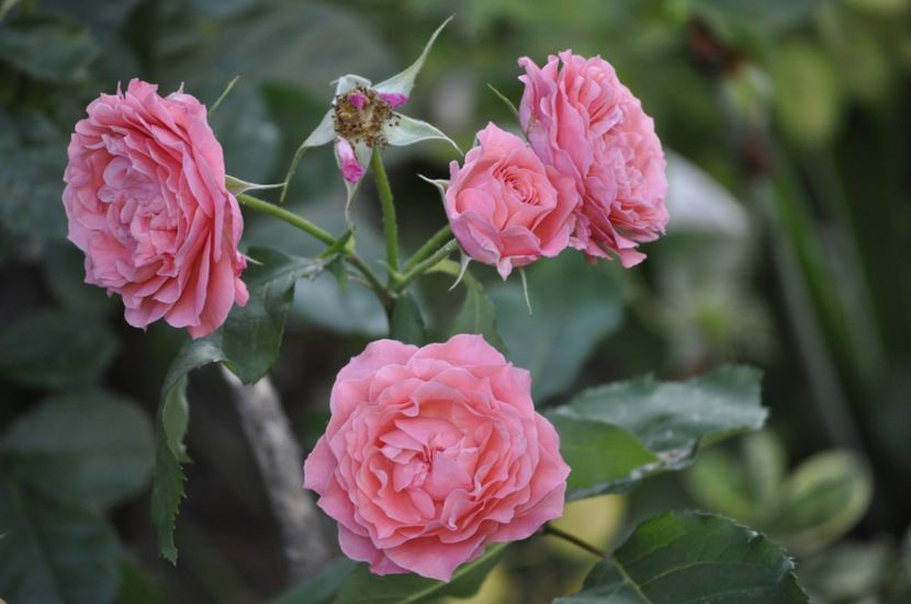 _DSC0197 - VARA 2021_7