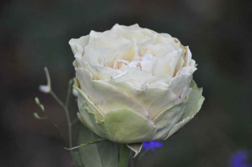 _DSC0202 - VARA 2021_7