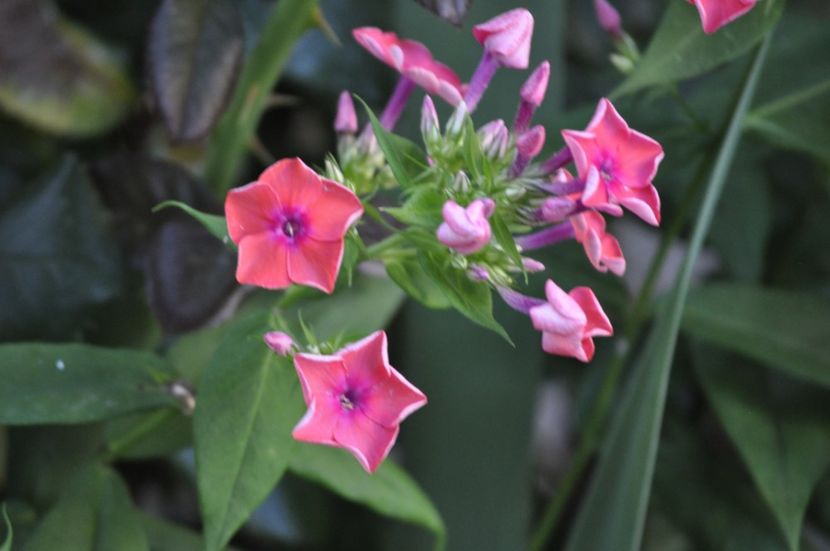 _DSC0205 - VARA 2021_7