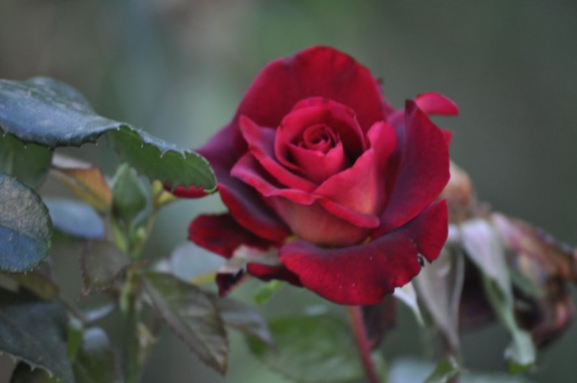 _DSC0206 - VARA 2021_7