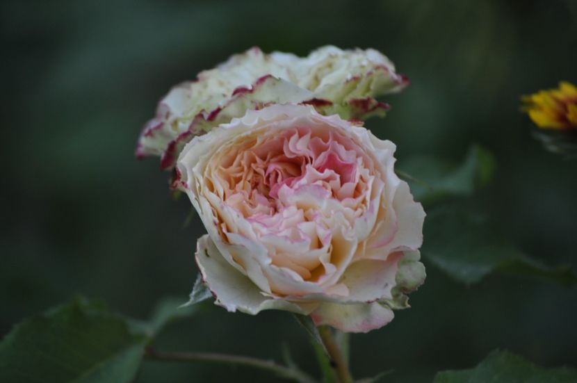 _DSC0207 - VARA 2021_7