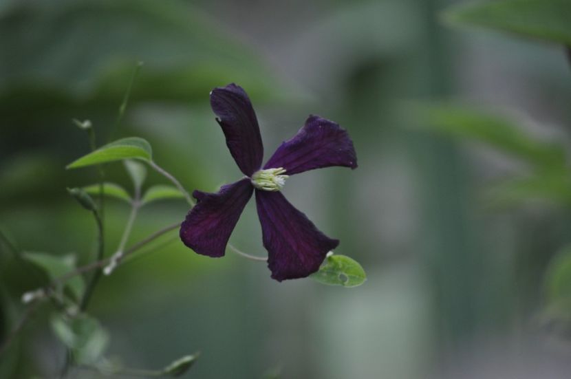 _DSC0209 - VARA 2021_7