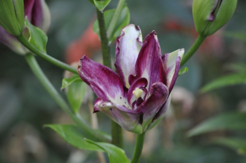 _DSC0211 - VARA 2021_7