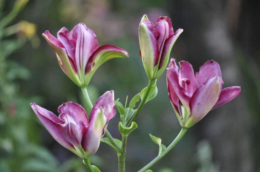 _DSC0213 - VARA 2021_7