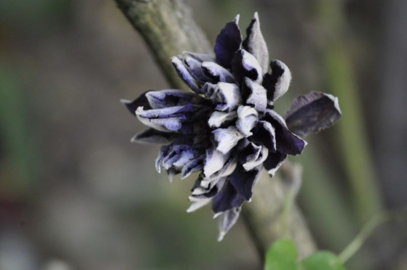 _DSC0215 - VARA 2021_7