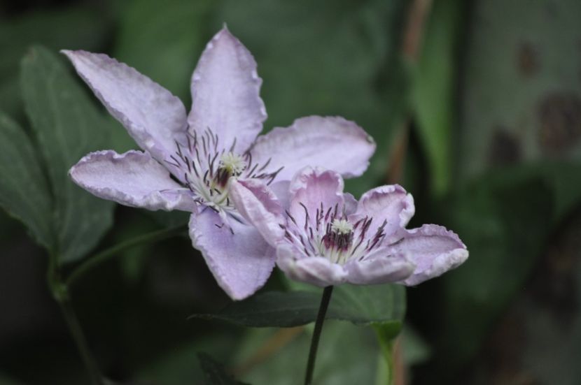 _DSC0217 - VARA 2021_7