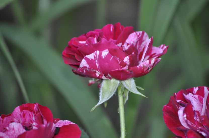 _DSC0222 - VARA 2021_7