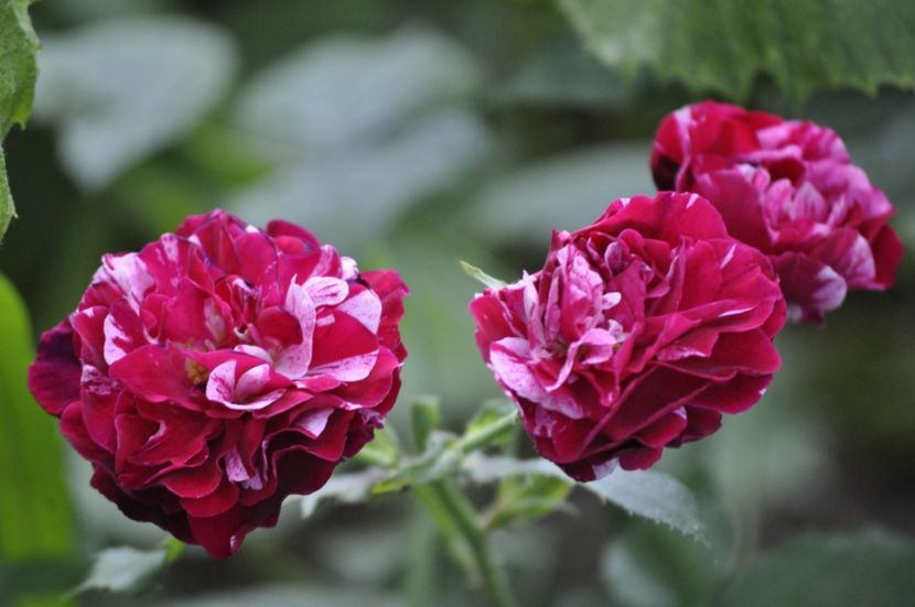 _DSC0223 - VARA 2021_7