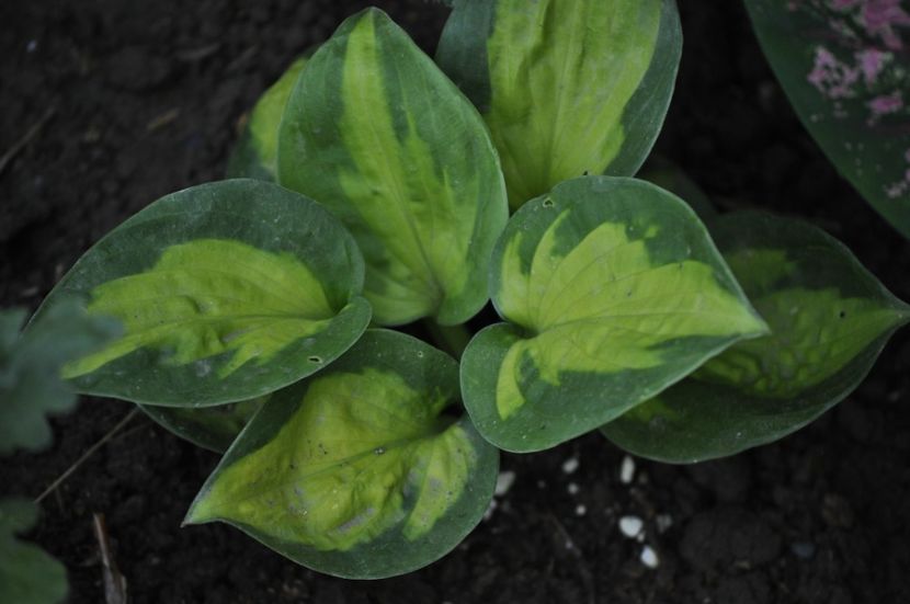 _DSC0228 - VARA 2021_7