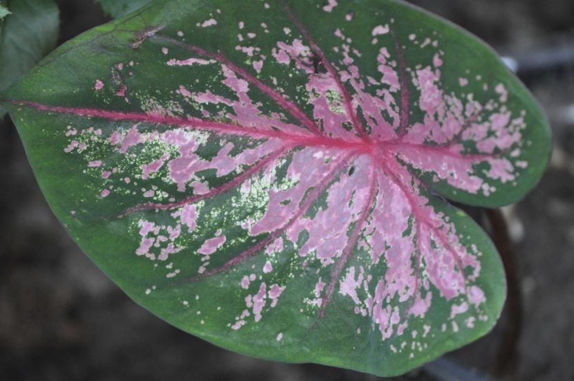 _DSC0229 - VARA 2021_7