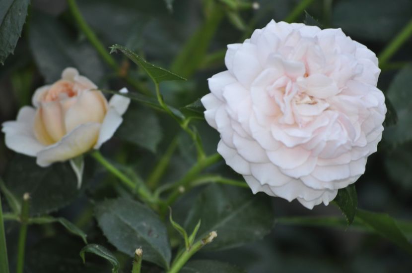 _DSC0234 - VARA 2021_7