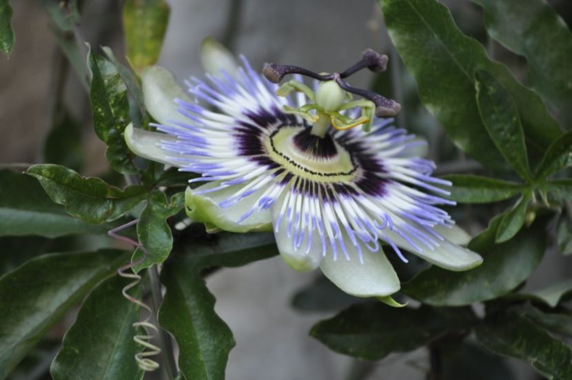 _DSC0235 - VARA 2021_7