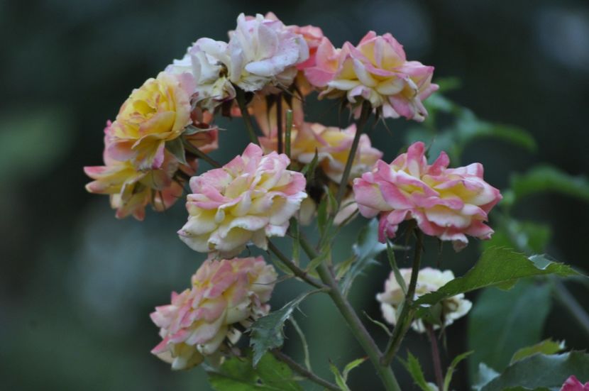 _DSC0239 - VARA 2021_7