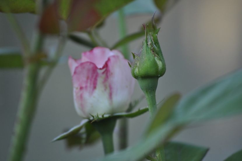 _DSC0240 - VARA 2021_7