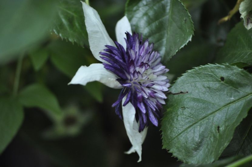 _DSC0241 - VARA 2021_7