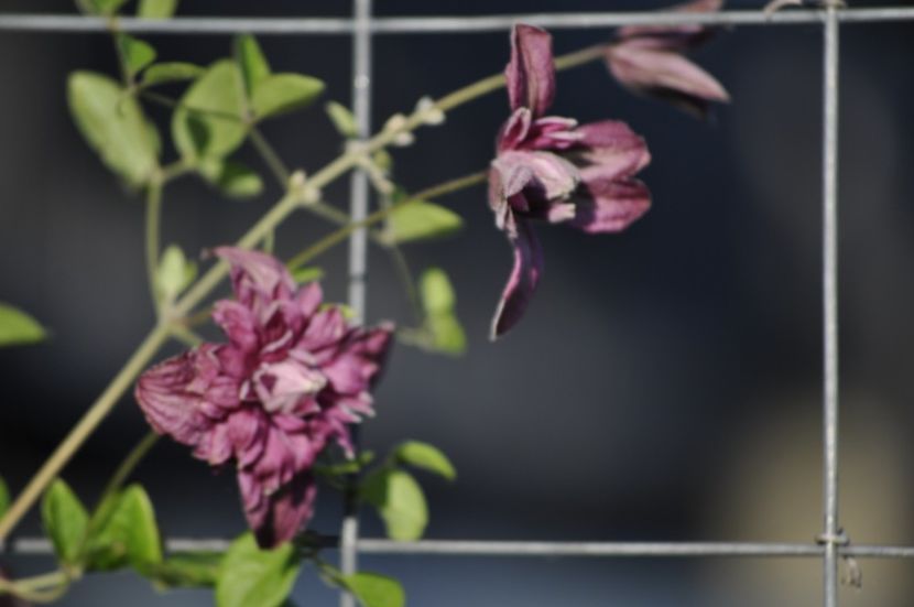 _DSC0244 - VARA 2021_7