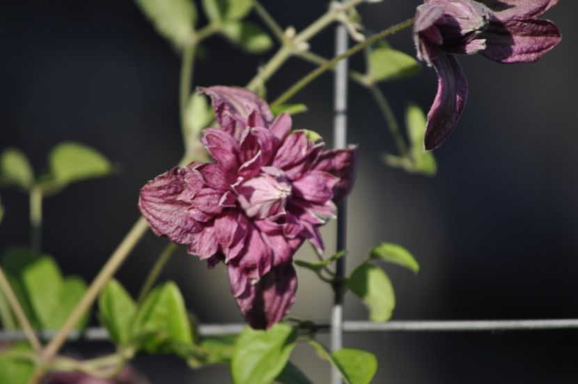 _DSC0245 - VARA 2021_7