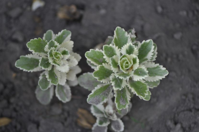 _DSC0246 - VARA 2021_7