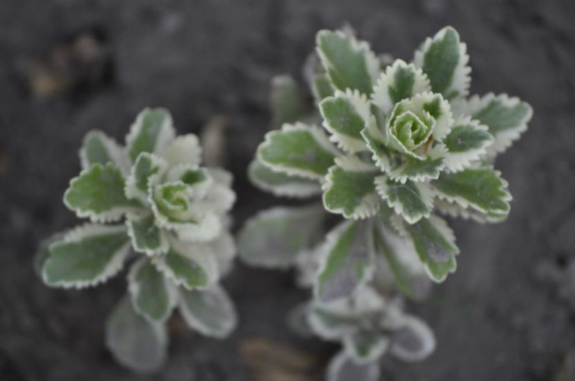 _DSC0247 - VARA 2021_7