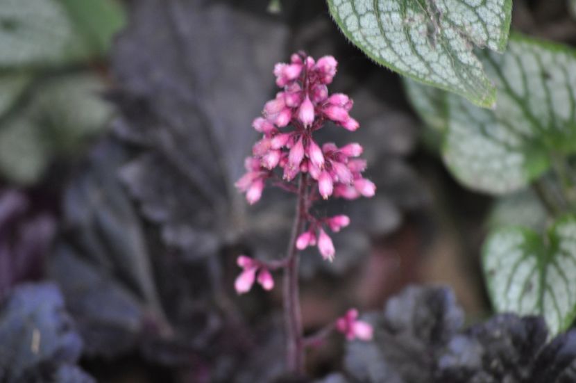 _DSC0248 - VARA 2021_7