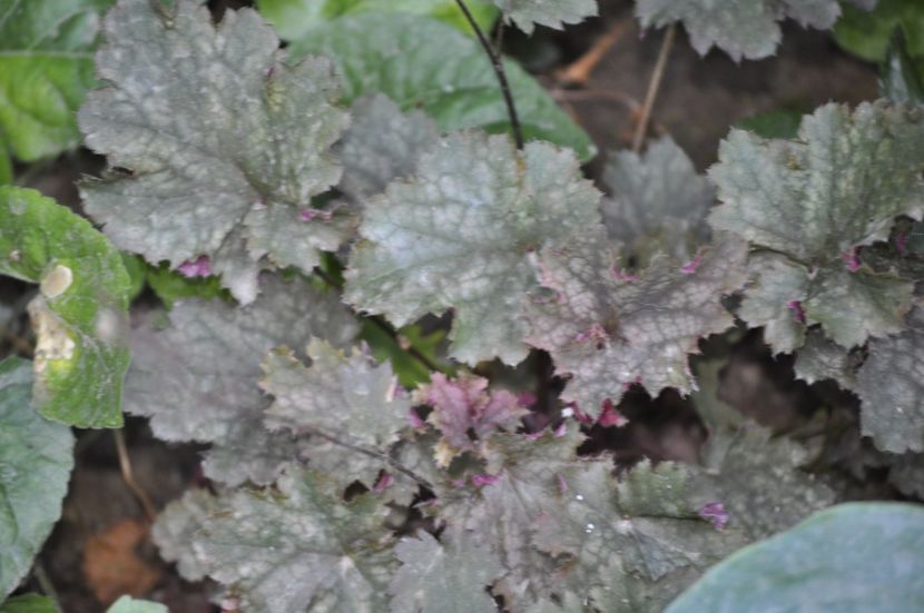 _DSC0249 - VARA 2021_7