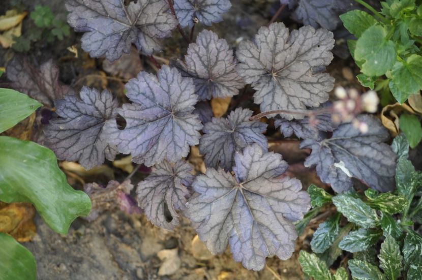 _DSC0250 - VARA 2021_7