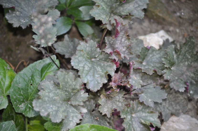 _DSC0252 - VARA 2021_7