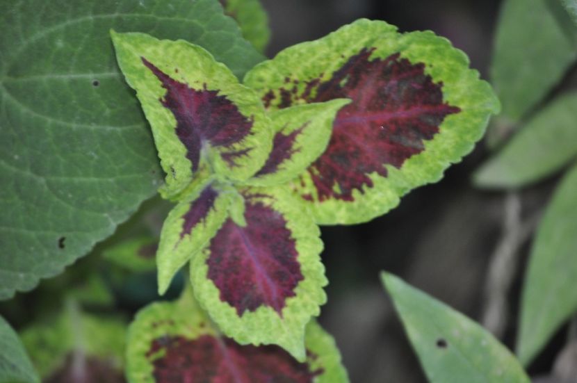 _DSC0257 - VARA 2021_7