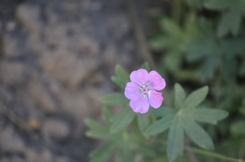 _DSC0262 - VARA 2021_7