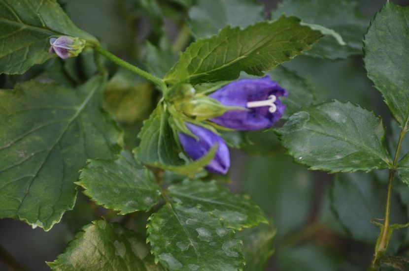 _DSC0264 - VARA 2021_7