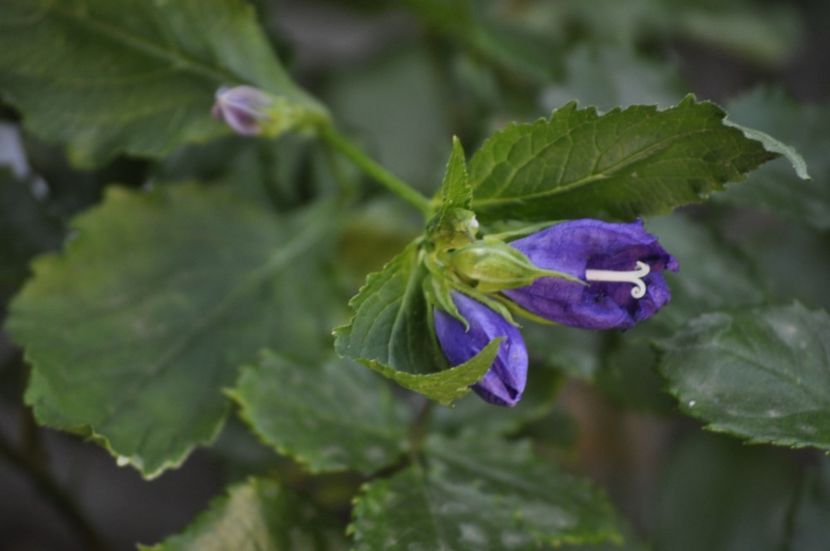 _DSC0265 - VARA 2021_7