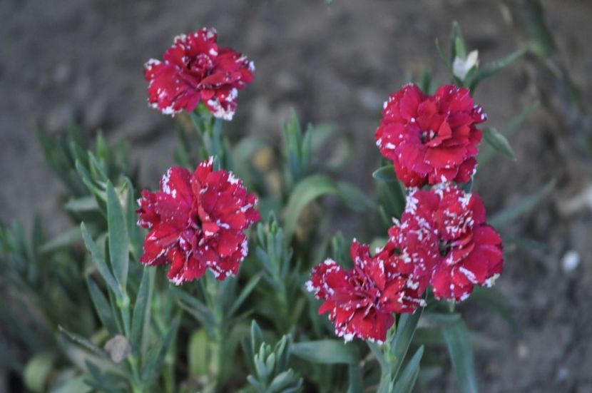 _DSC0272 - VARA 2021_7