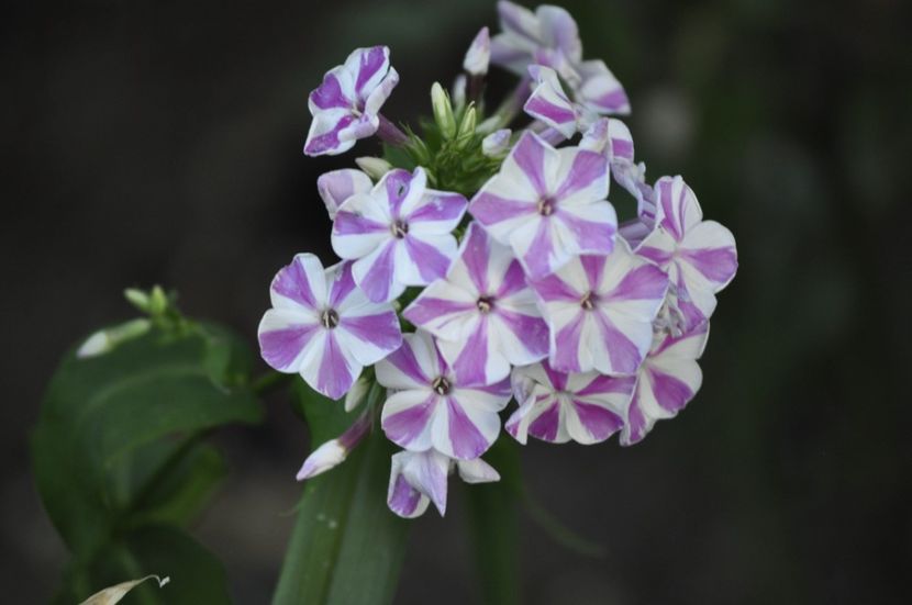 _DSC0278 - VARA 2021_7