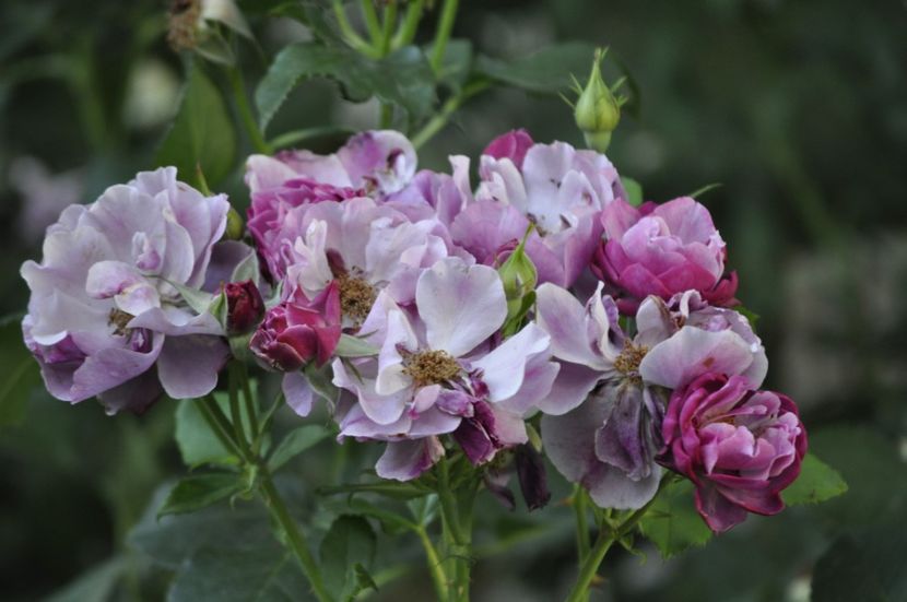 _DSC0281 - VARA 2021_7