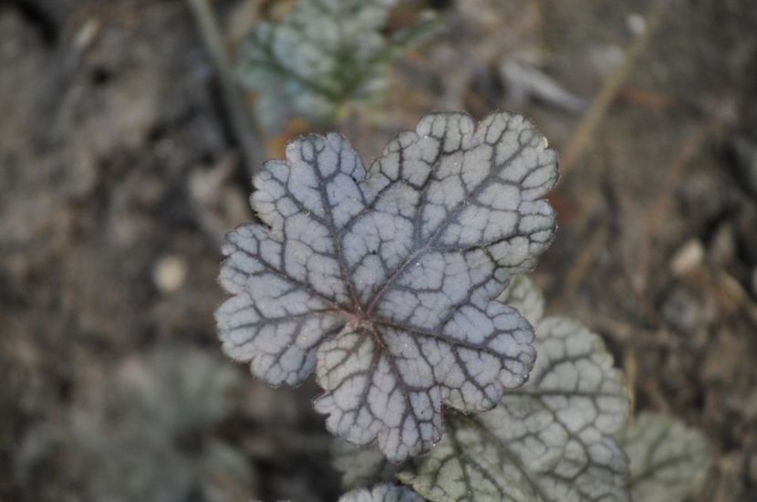 _DSC0286 - VARA 2021_7