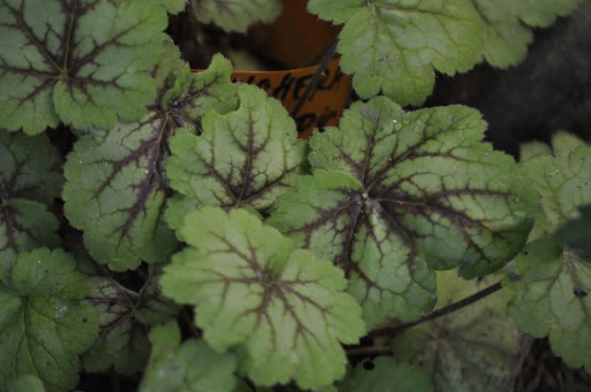 _DSC0287 - VARA 2021_7