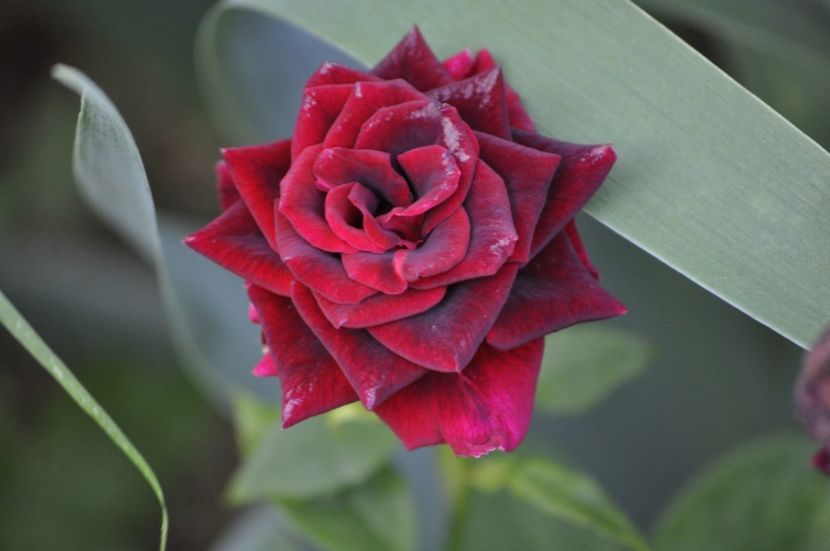 _DSC0314 - VARA 2021_7