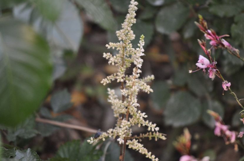 _DSC0315 - VARA 2021_7