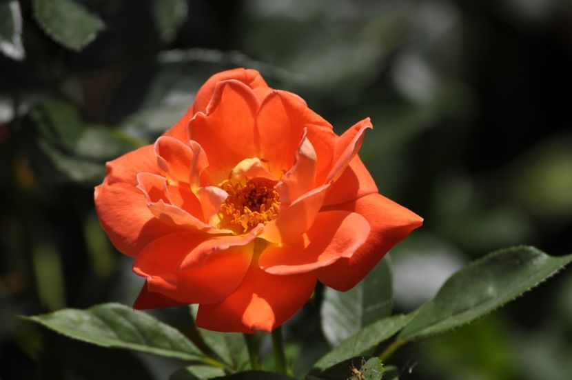 _DSC0322 - VARA 2021_7