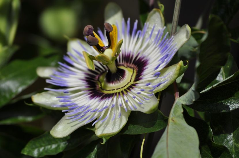 _DSC0326 - VARA 2021_7