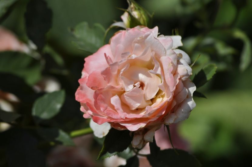 _DSC0328 - VARA 2021_7