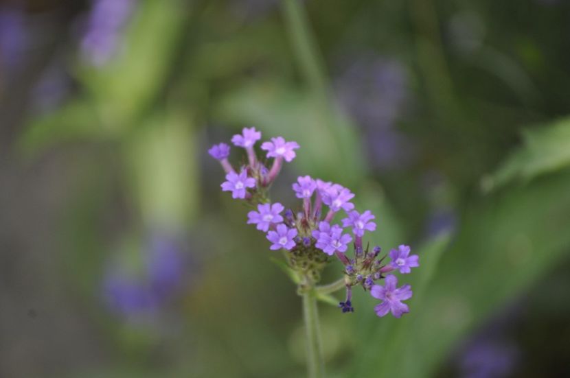 _DSC0339 - VARA 2021_7