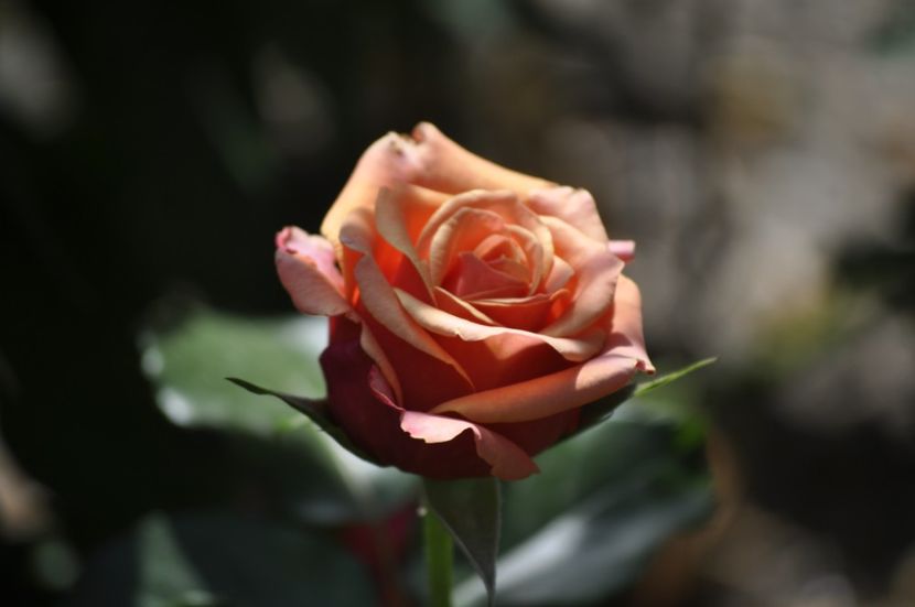 _DSC0341 - VARA 2021_7