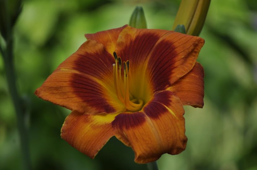 _DSC0344 - VARA 2021_7