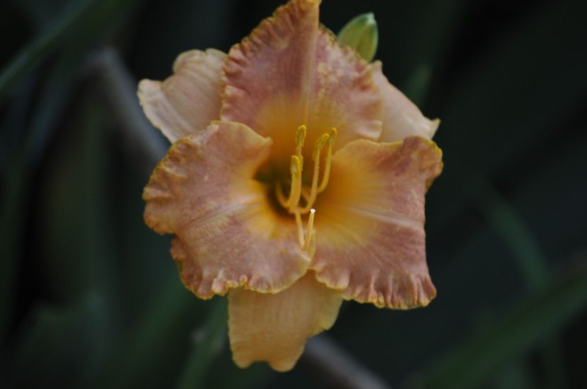 _DSC0346 - VARA 2021_7