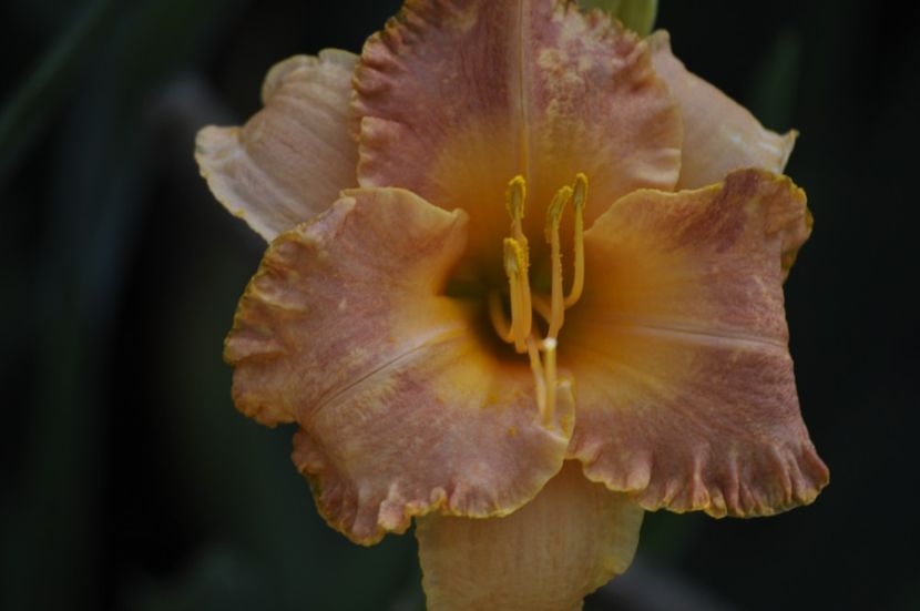 _DSC0347 - VARA 2021_7